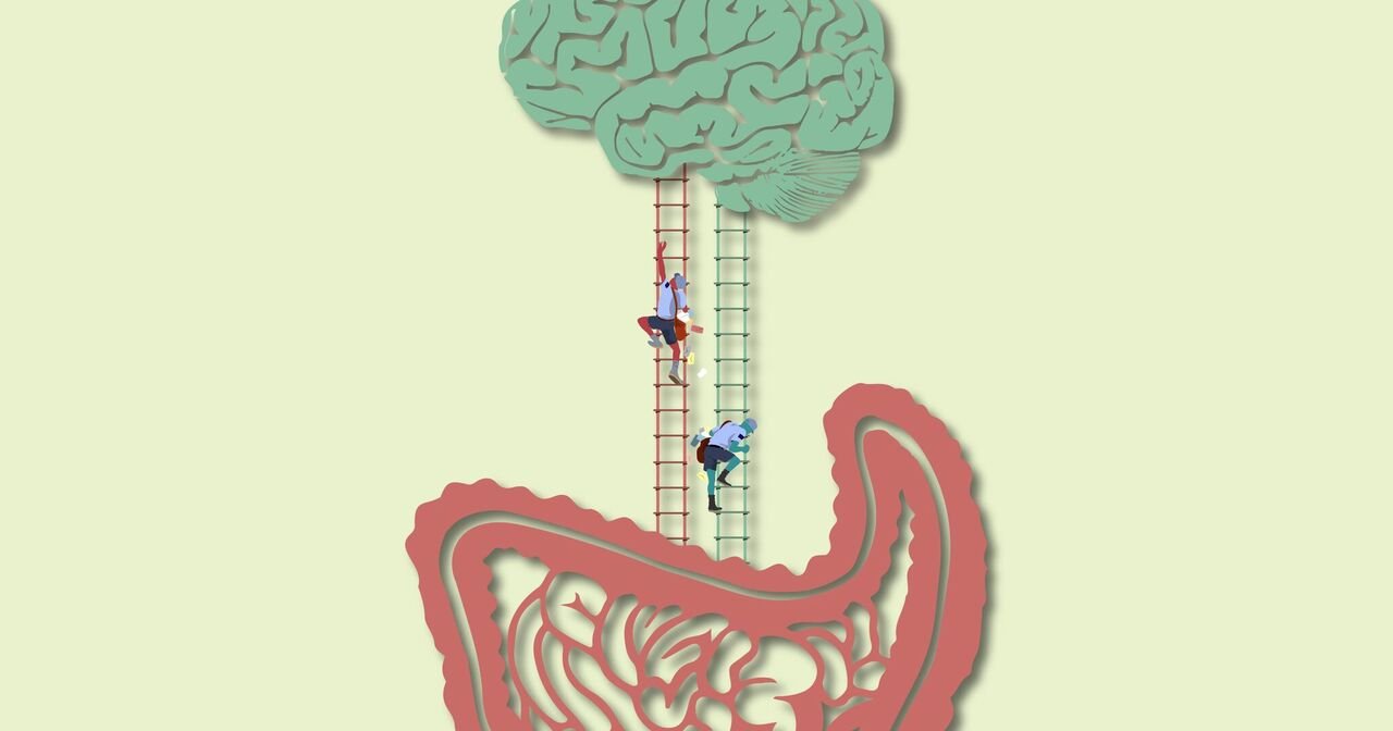 gut-brain connection
